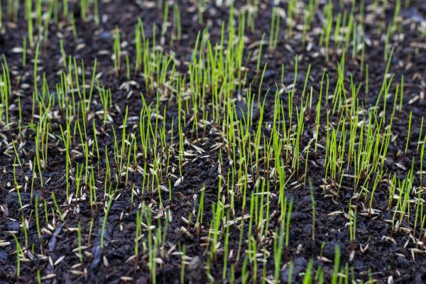 Lawn Reseeding