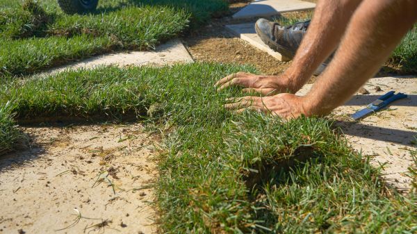 Lawn Patching